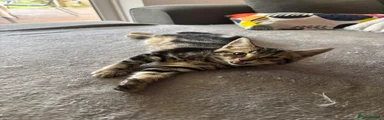 Bengal 2