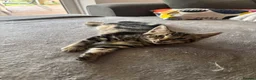 Bengal cats for sale: Male and female half bengal ready for new homes in Frome - Advert 5