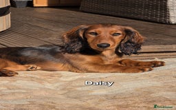 Dachshund dogs for sale: Red long-haired standard dachshund puppies - Image 28