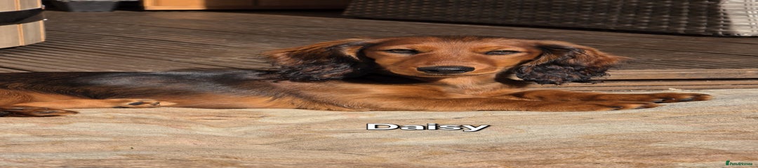 Daisy