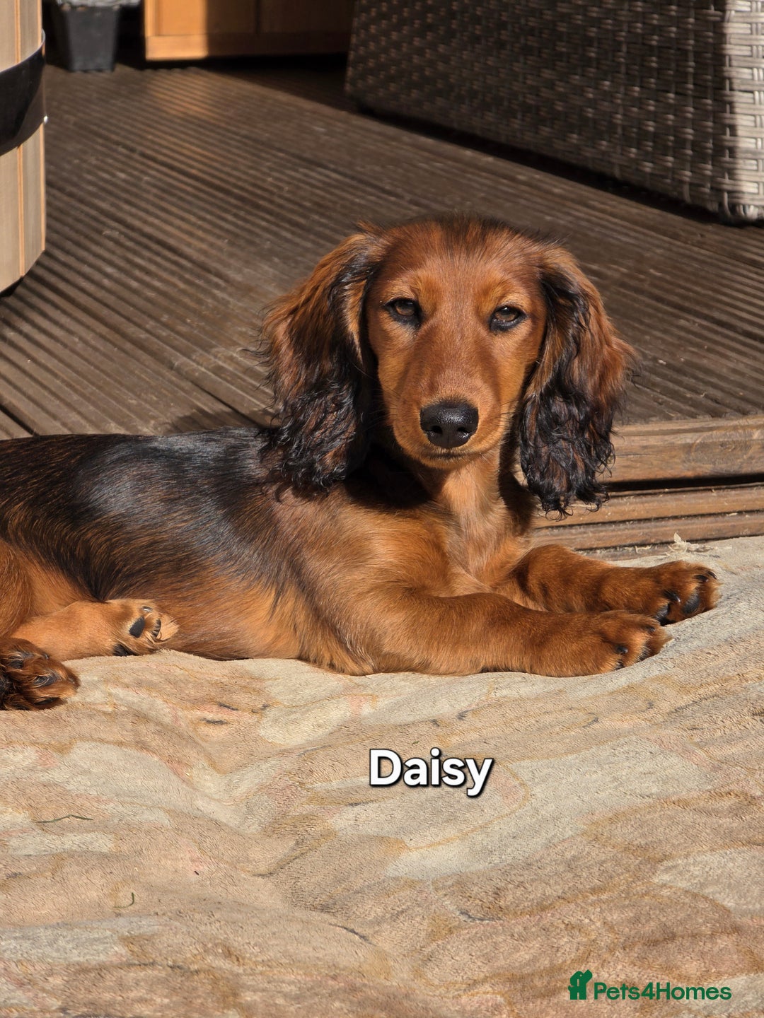 Dachshund dogs for sale: Red long-haired standard dachshund puppies - Image 28