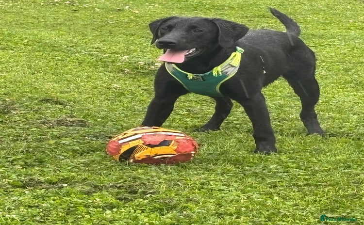 Labrador Retriever dogs - Advert 15