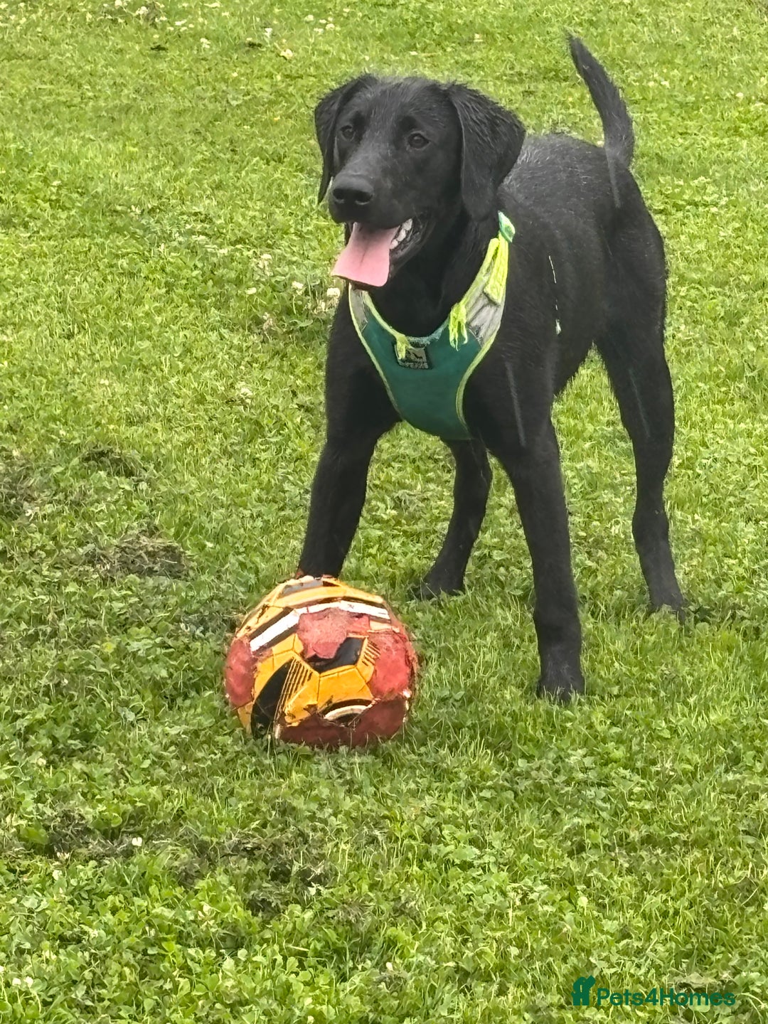 Labrador Retriever dogs for sale: Black Lab for sale  - Image 1