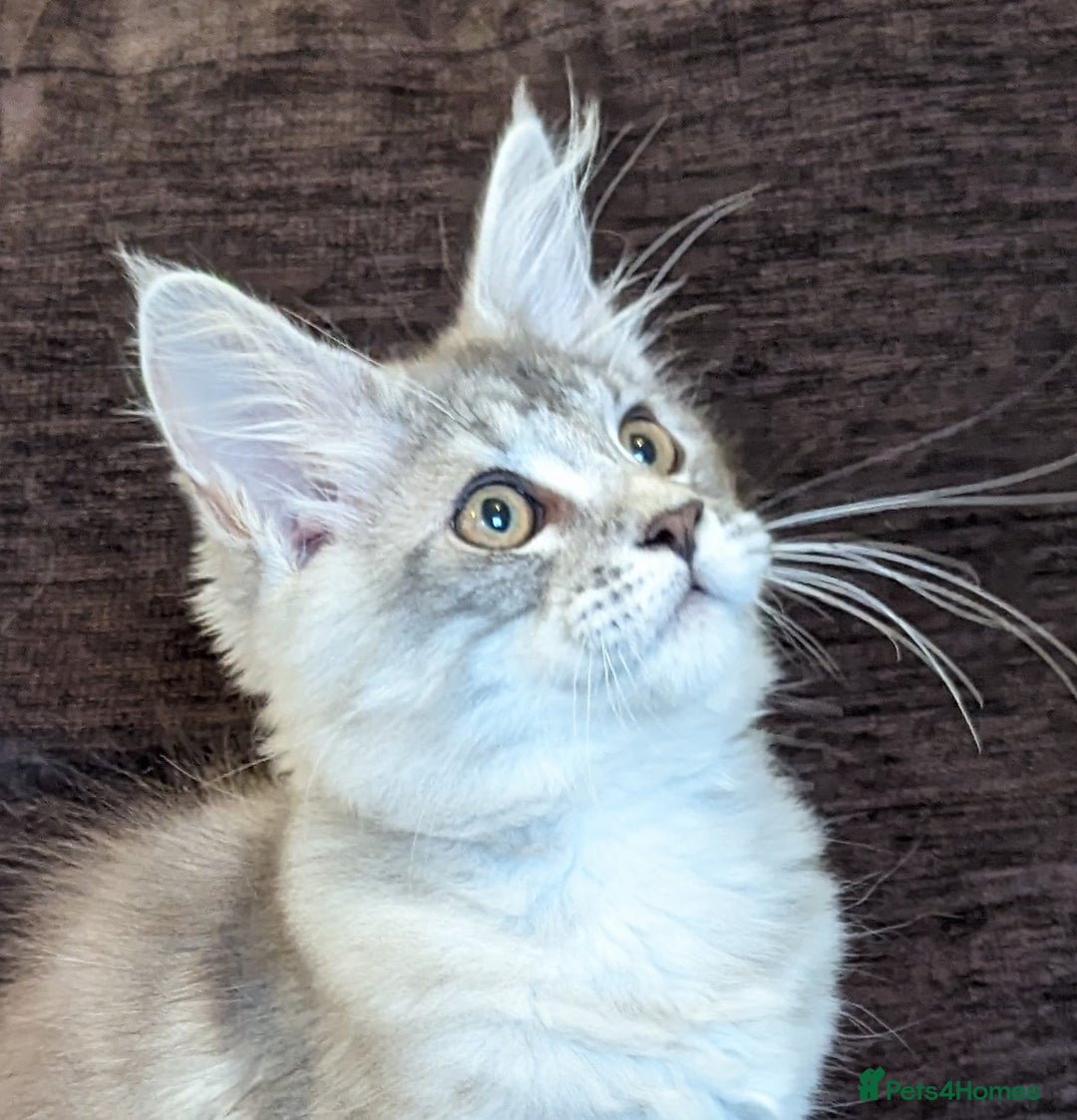 Maine Coon cats for sale: Maine Coon Kittens  - Image 5
