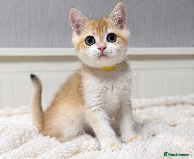 British Shorthair cats 🧡 Exceptional golden British shorthair kittens 🧡 - Advert 1