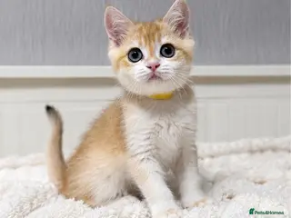 British Shorthair cats for sale: 🧡 Exceptional golden British shorthair kittens 🧡 - Advert 2