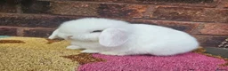 Mini Lop rabbits for sale: Baby female mini lop  - Advert 3