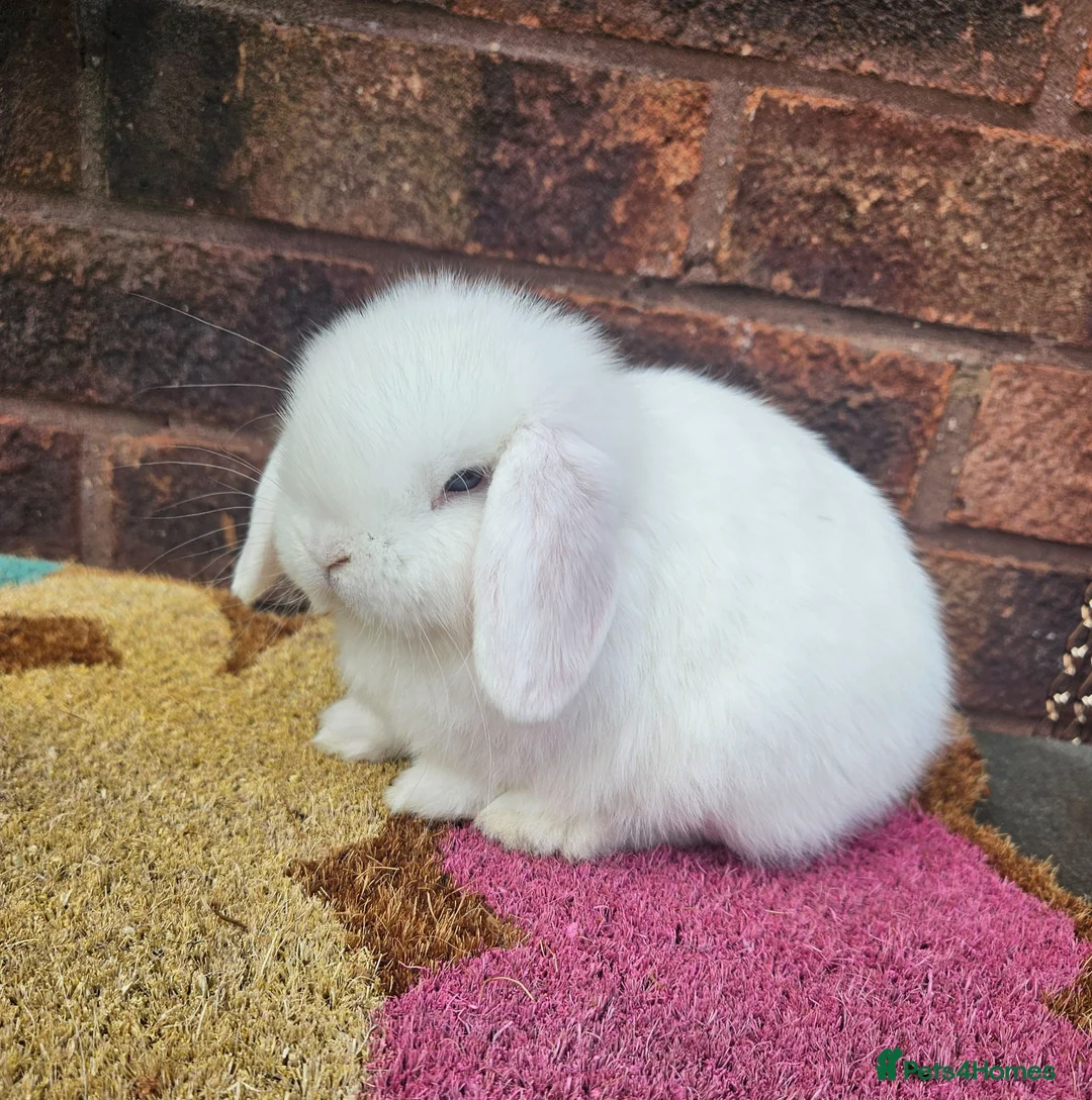 Mini Lop rabbits for sale: Baby female mini lop  - Advert 3