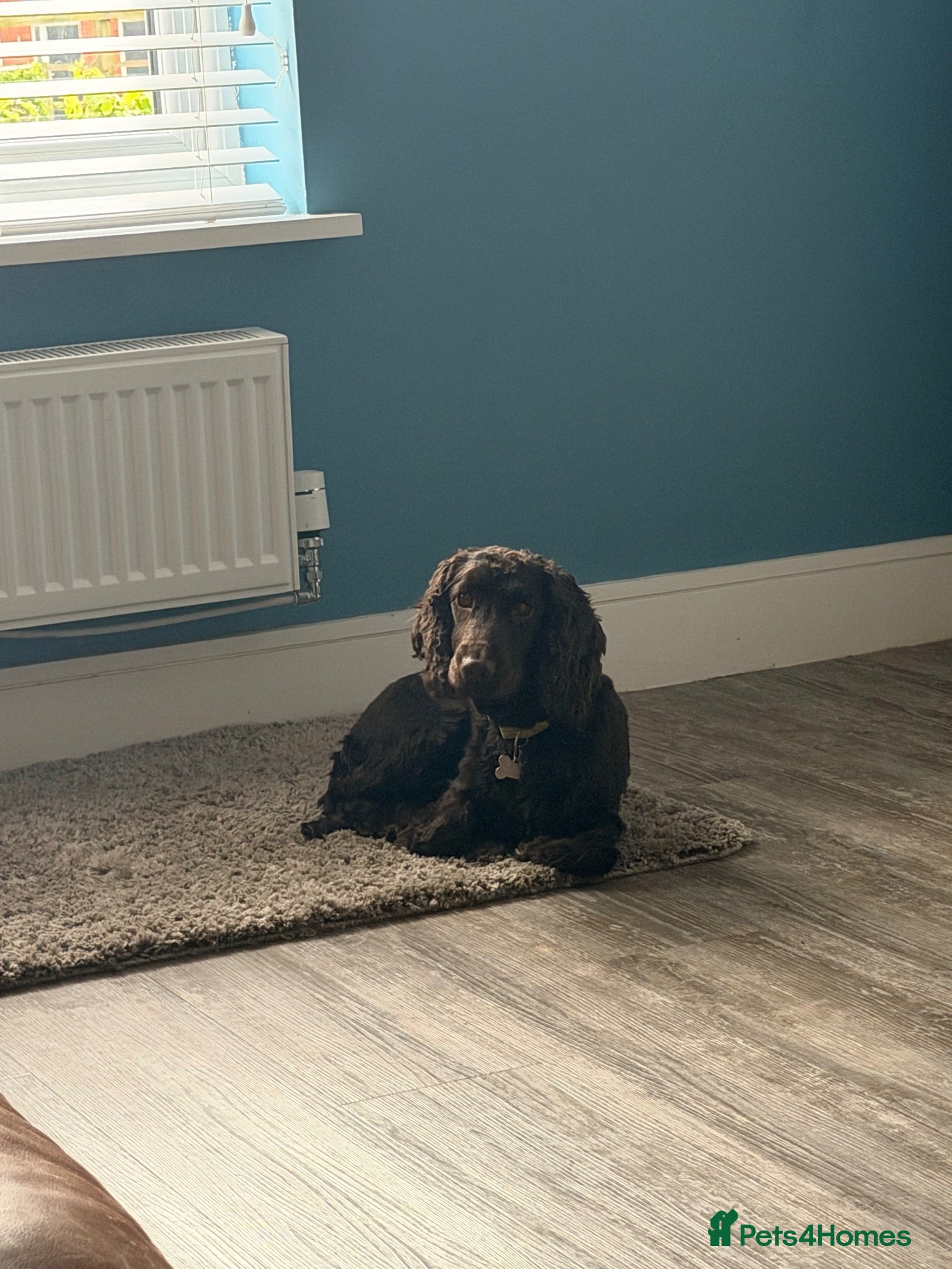 Cocker Spaniel dogs 2 Cocker Spaniels for re-homing.  - Advert 2