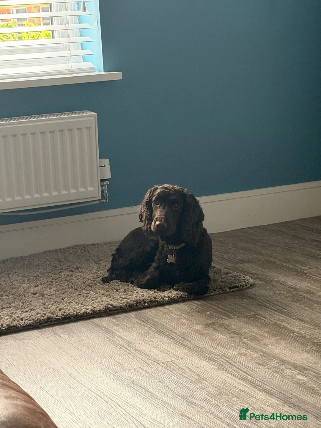 Cocker Spaniel dogs for sale: 2 Cocker Spaniels for re-homing.  - Advert 2