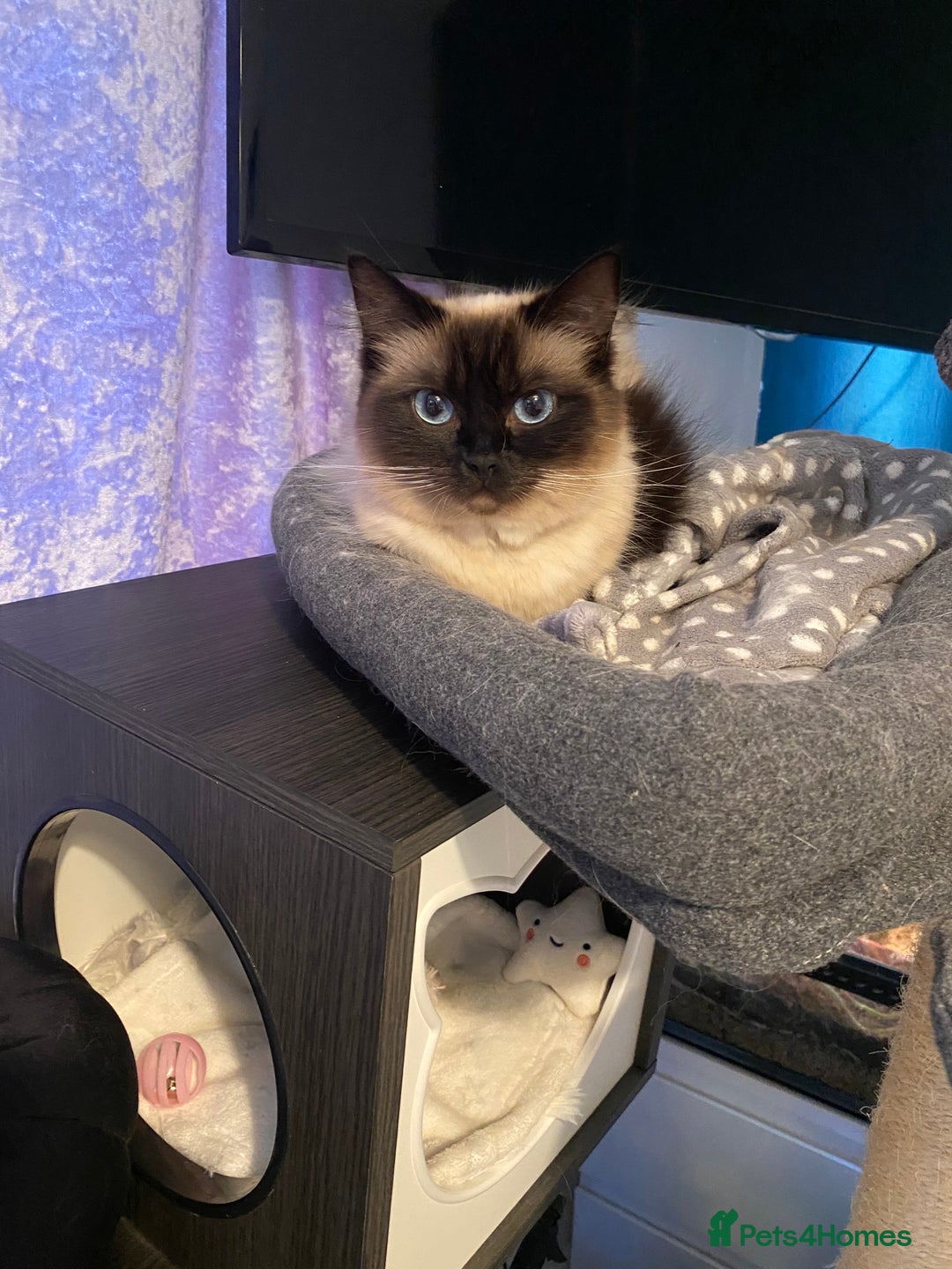 Ragdoll cats for sale: 2 Ragdoll sisters  for adoption  - Image 5