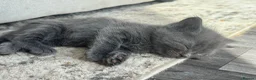 Ragdoll cats for sale: Ragdoll cross  in Spalding - Advert 5
