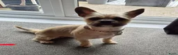 Mixed Breed dogs for sale: Frenchie x Terrier Girl 17 months old in Hull - Advert 2