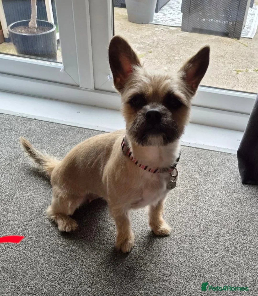 Mixed Breed dogs for sale: Frenchie x Terrier Girl 17 months old in Hull - Advert 2