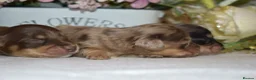 Miniature Dachshund dogs for sale: KC Long Coat Miniature Dachshund Puppies - Advert 4