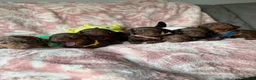 Miniature Dachshund dogs for sale: Beautiful kc registered miniature dachshund pups - Advert 37