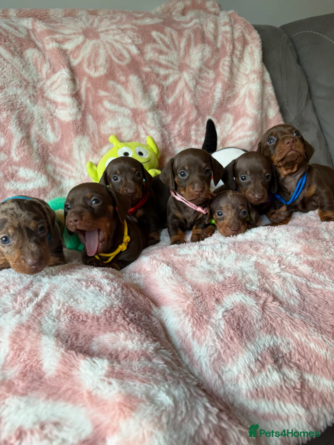Miniature Dachshund dogs for sale: Beautiful kc registered miniature dachshund pups - Advert 37