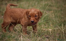 Golden Retriever dogs for sale: Dark Red Kc Registered Golden Retriever Puppies - Image 21