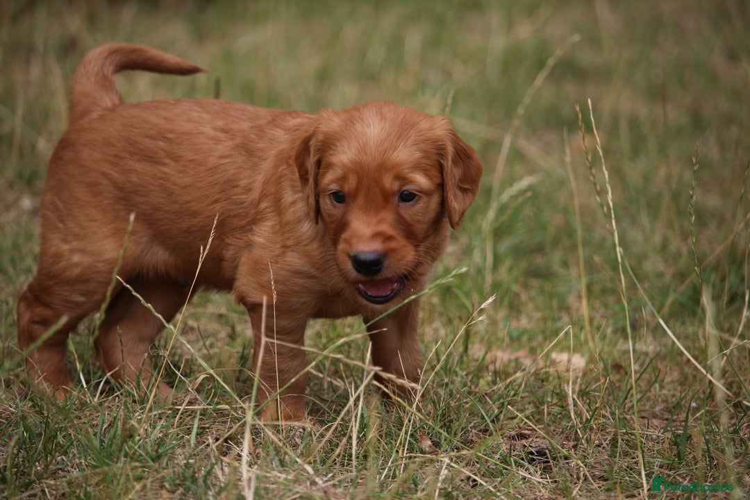 Golden Retriever dogs for sale: Dark Red Kc Registered Golden Retriever Puppies - Image 21