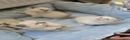 Ragdoll cats for sale: 5Gen Ped Ragdoll Kittens&Ready2Reserve - Advert 30