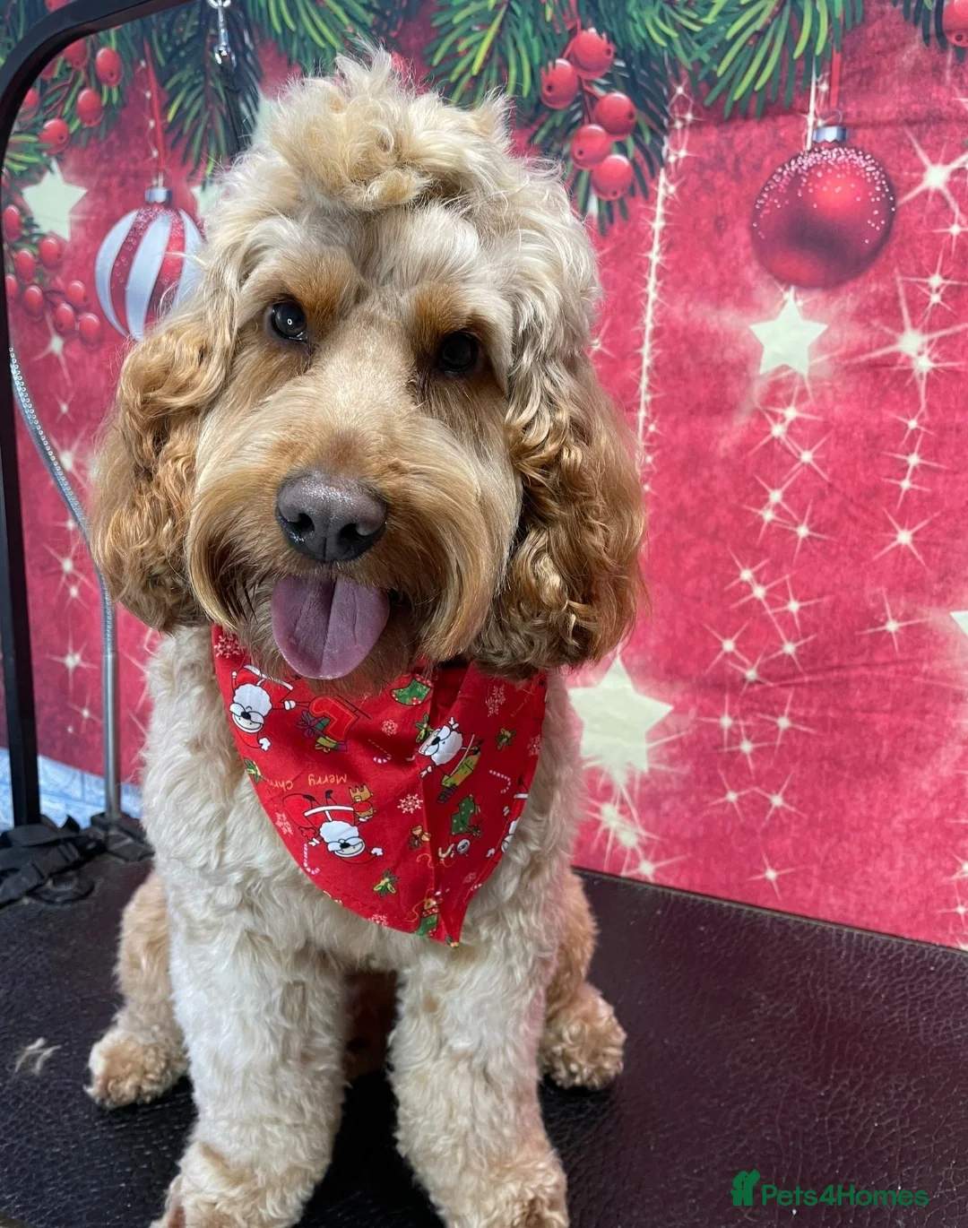 Cockapoo dogs for stud: Proven DNA tested red F1 Cockapoo Charlie for Stud in Milton Keynes - Advert 30