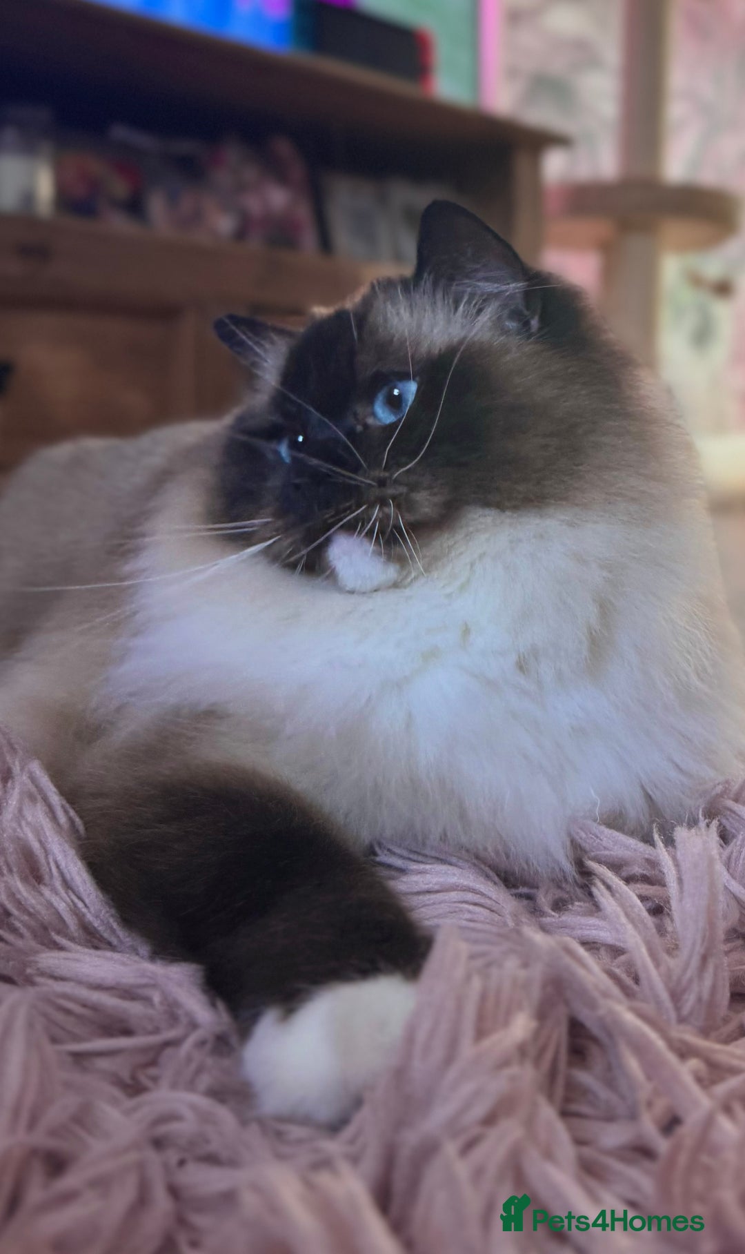 Ragdoll cats for sale: Champion blood dilute blue tabby ragdoll kitten - Image 24
