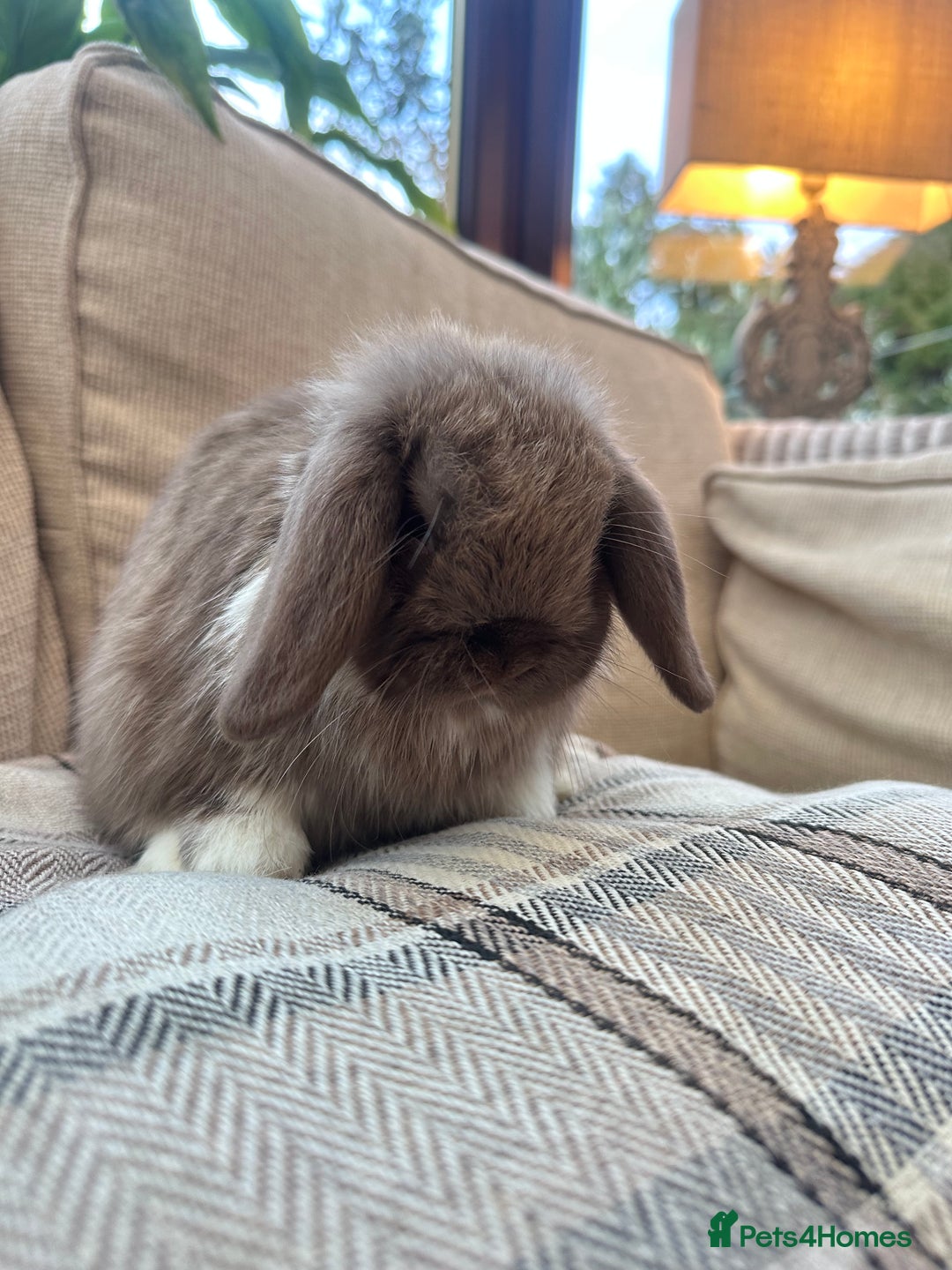 Mini Lop rabbits for sale: Mini lop baby rabbits  - Advert 4