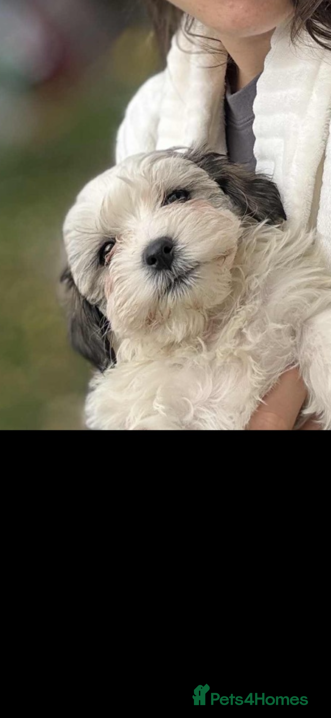 Havanese dogs for sale: Havanese - Image 2