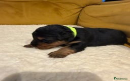 Welsh Terrier dogs for sale: Absolutely stunning top litter  - Image 11