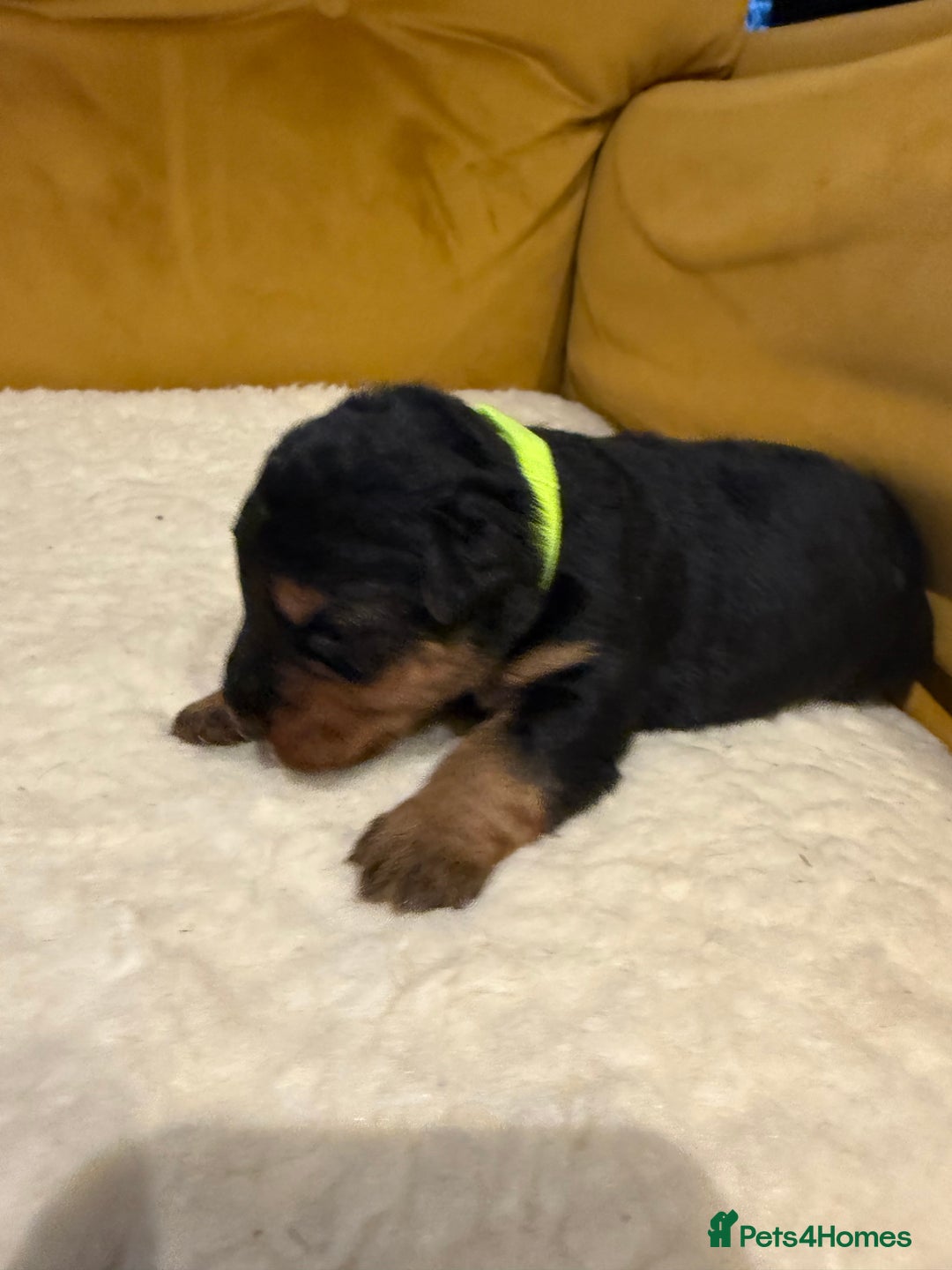 Welsh Terrier dogs for sale: Absolutely stunning top litter  - Image 11