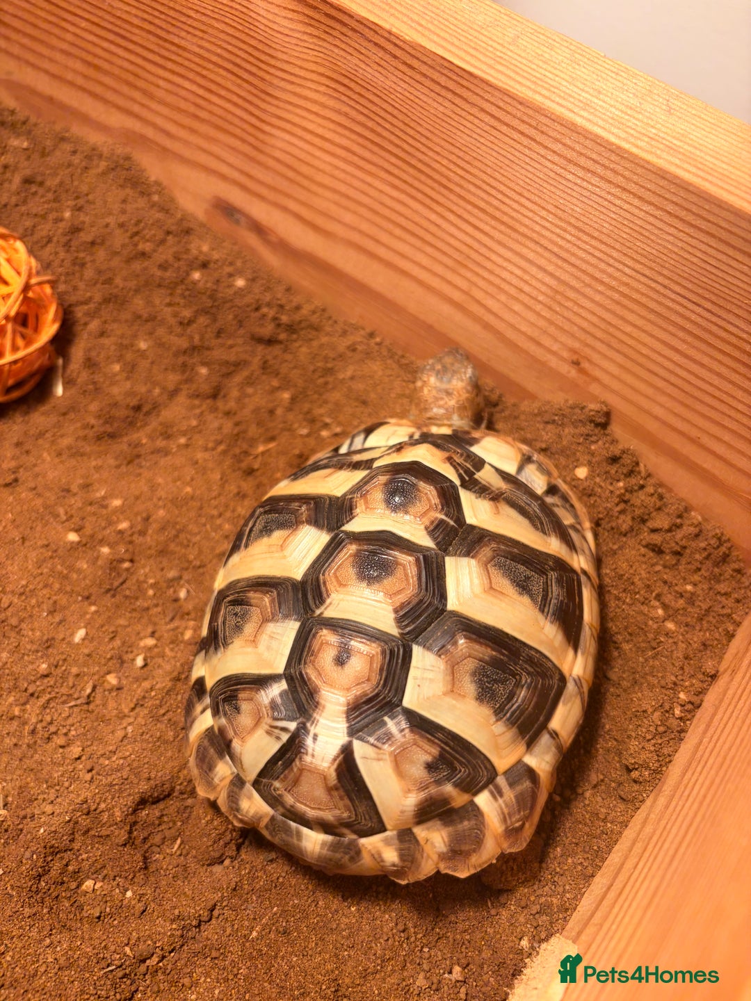 Hermann Tortoise reptiles for sale: Herman tortoise - Advert 2