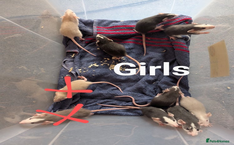 Rat rodents - Advert 11