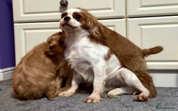 Cavapoo dogs for sale: Ready to go🏡 ONLY girls !  - Image 24