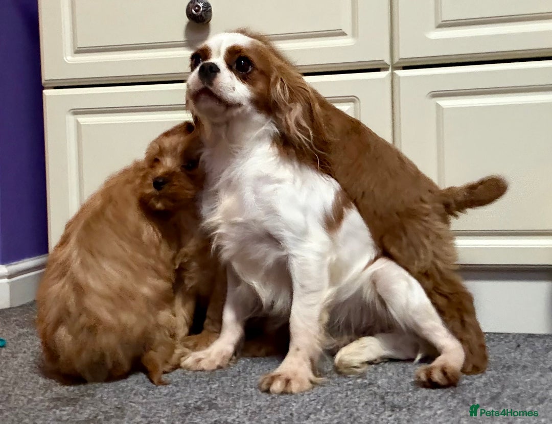 Cavapoo dogs for sale: Ready to go🏡 ONLY girls !  - Image 24