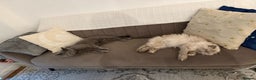 Persian cats for sale: 2 cats together pure breed bsh, himalayan persian - Advert 1