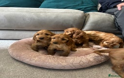 Cockapoo dogs for sale: Cockapoo puppies  - Image 9