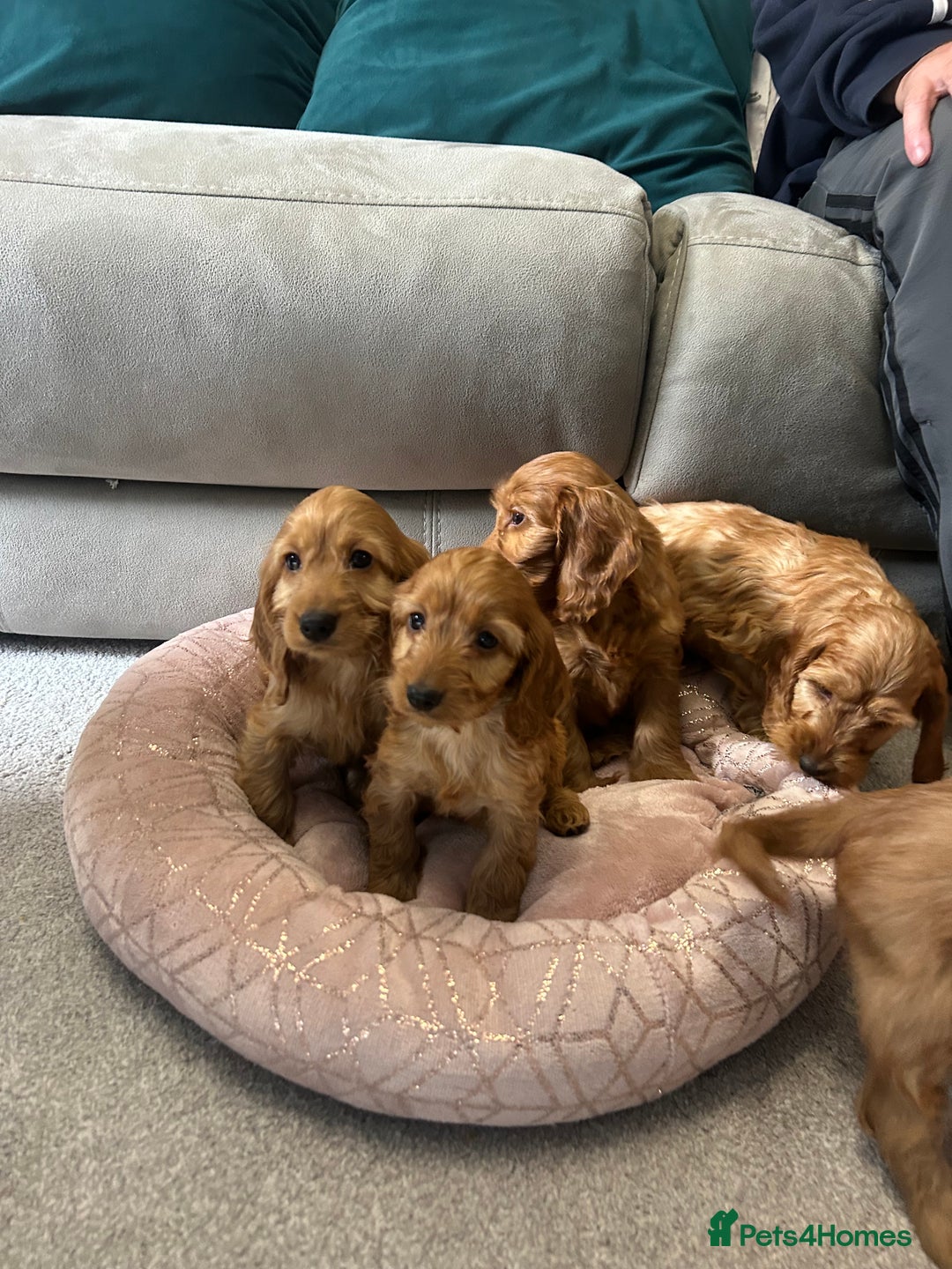 Cockapoo dogs for sale: Cockapoo puppies  - Image 9