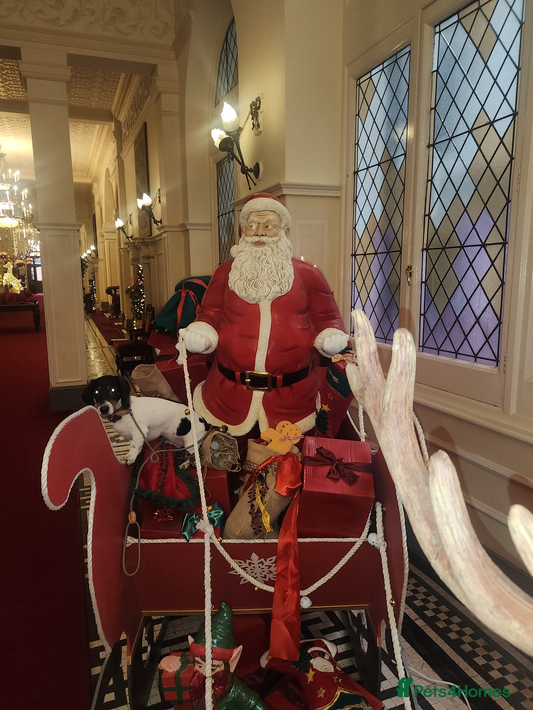 Dachshund dogs for sale:  **  sale of rear Dachshund Puppies  - Advert 35