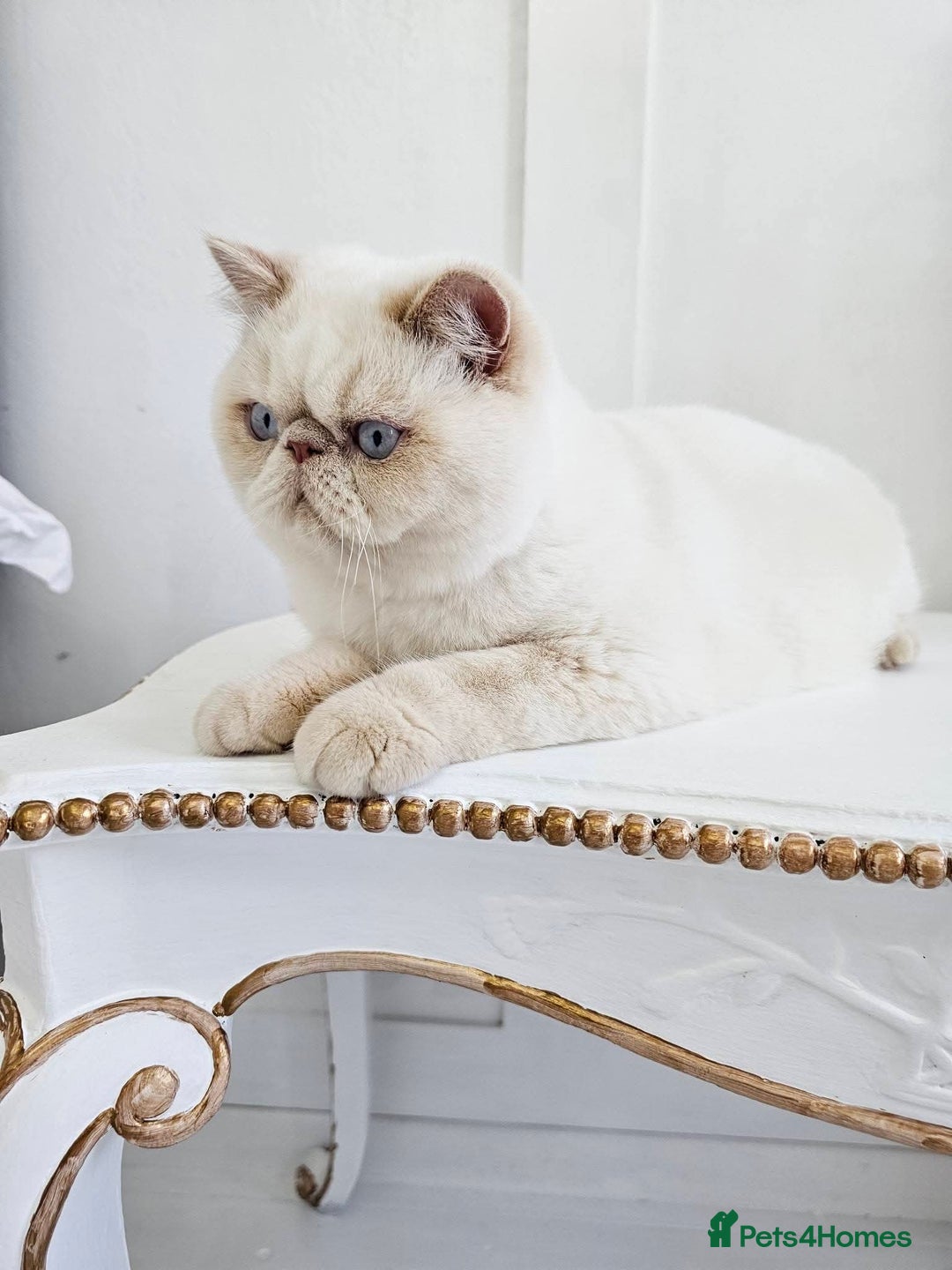 Exotic cats for sale: Chunky GCCF reg pedigree male exotic SH kitten  - Advert 6