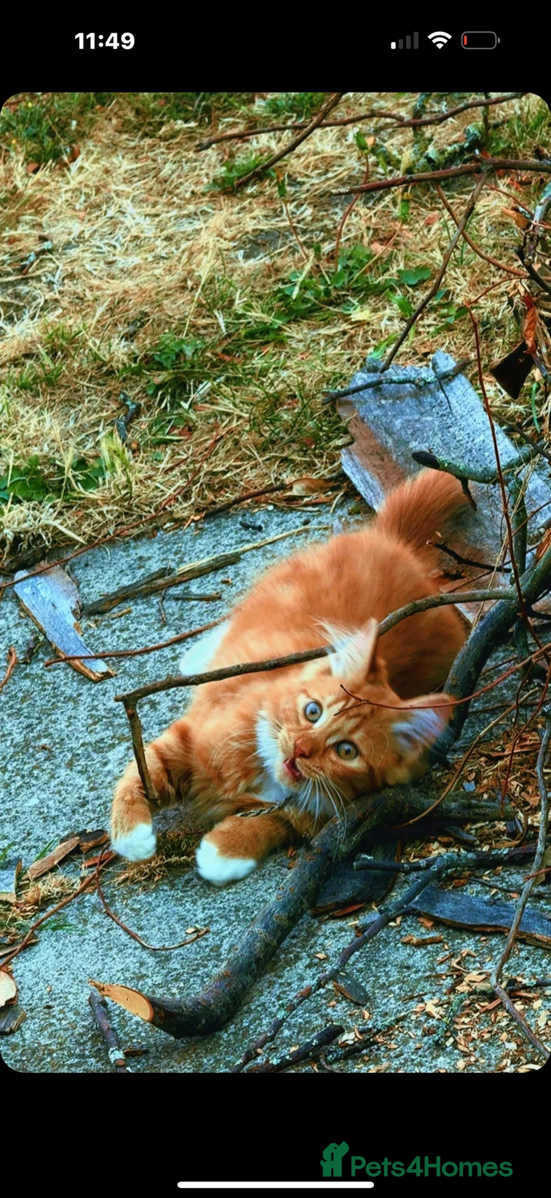 Mixed Breed cats for sale: Gorgeous fluffy ginger kitten 15 weeks old - Advert 2