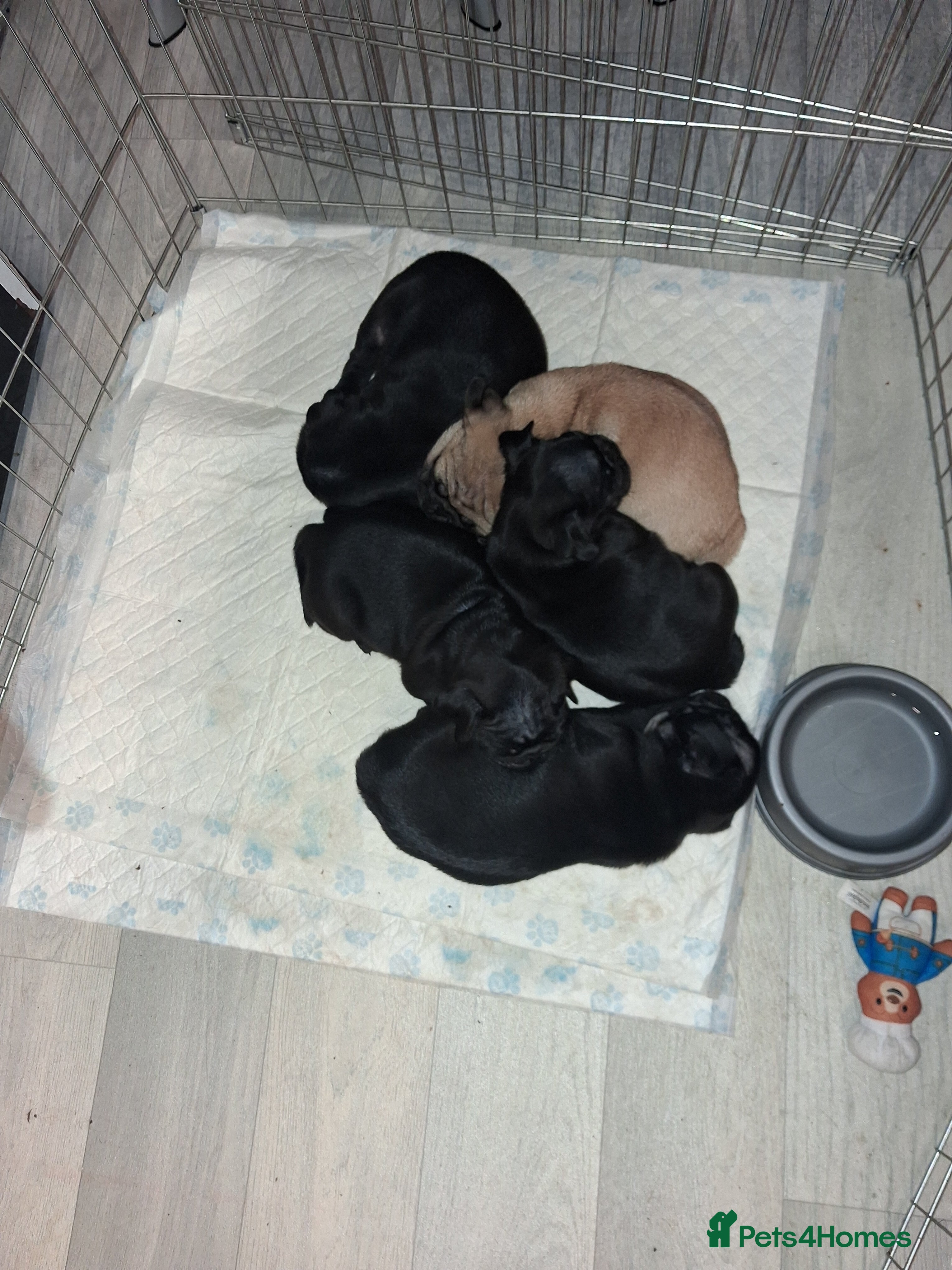 Pug dogs 5 adorable pug puppies for sale  - Advert 12