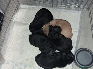 Pug dogs 5 adorable pug puppies for sale - Advert 12