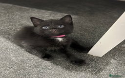 Mixed Breed cats for sale: Precious litter of kittens  - Image 2