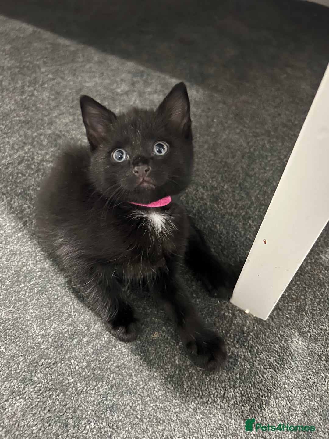 Mixed Breed cats for sale: Precious litter of kittens  - Image 2