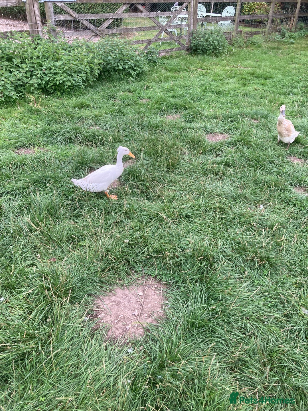 Ducks poultry for sale: Runner ducks, various ages - Image 7