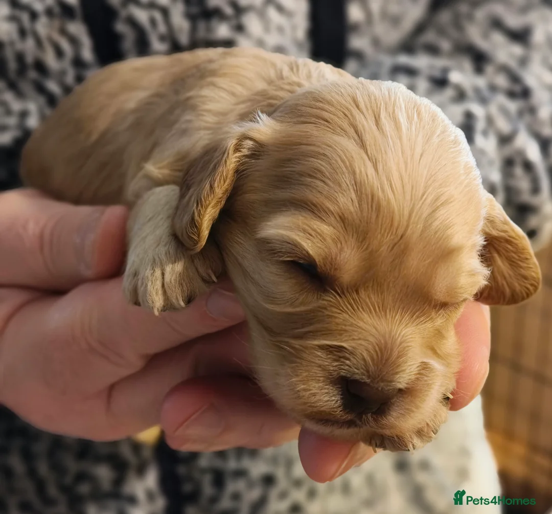Cavapoo dogs for sale: Healthy F1 Cavapoo puppies  - Advert 2