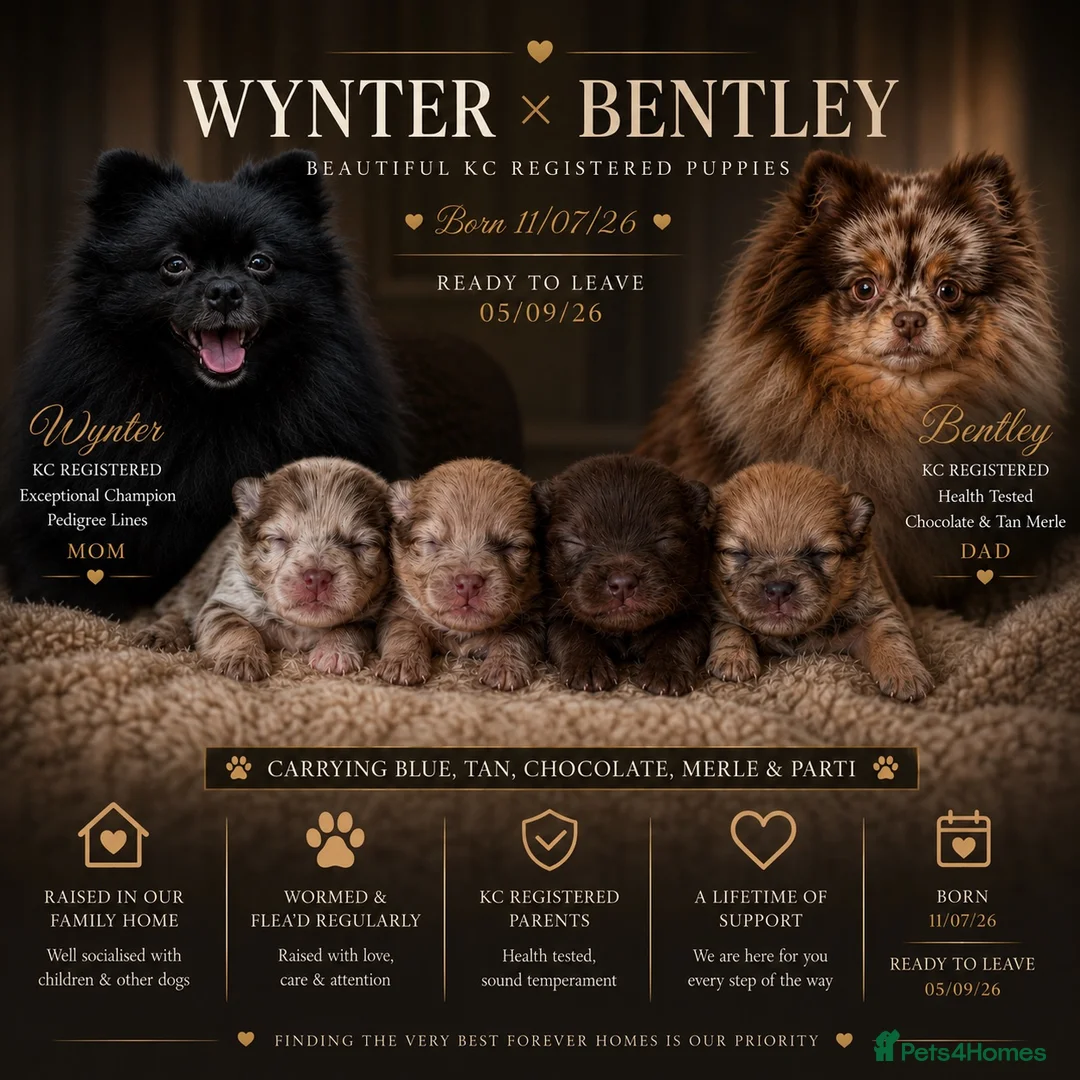 Pomeranian dogs for sale: CHAMPION LINES KC POMERANIAN PUPPIES  - Advert 1
