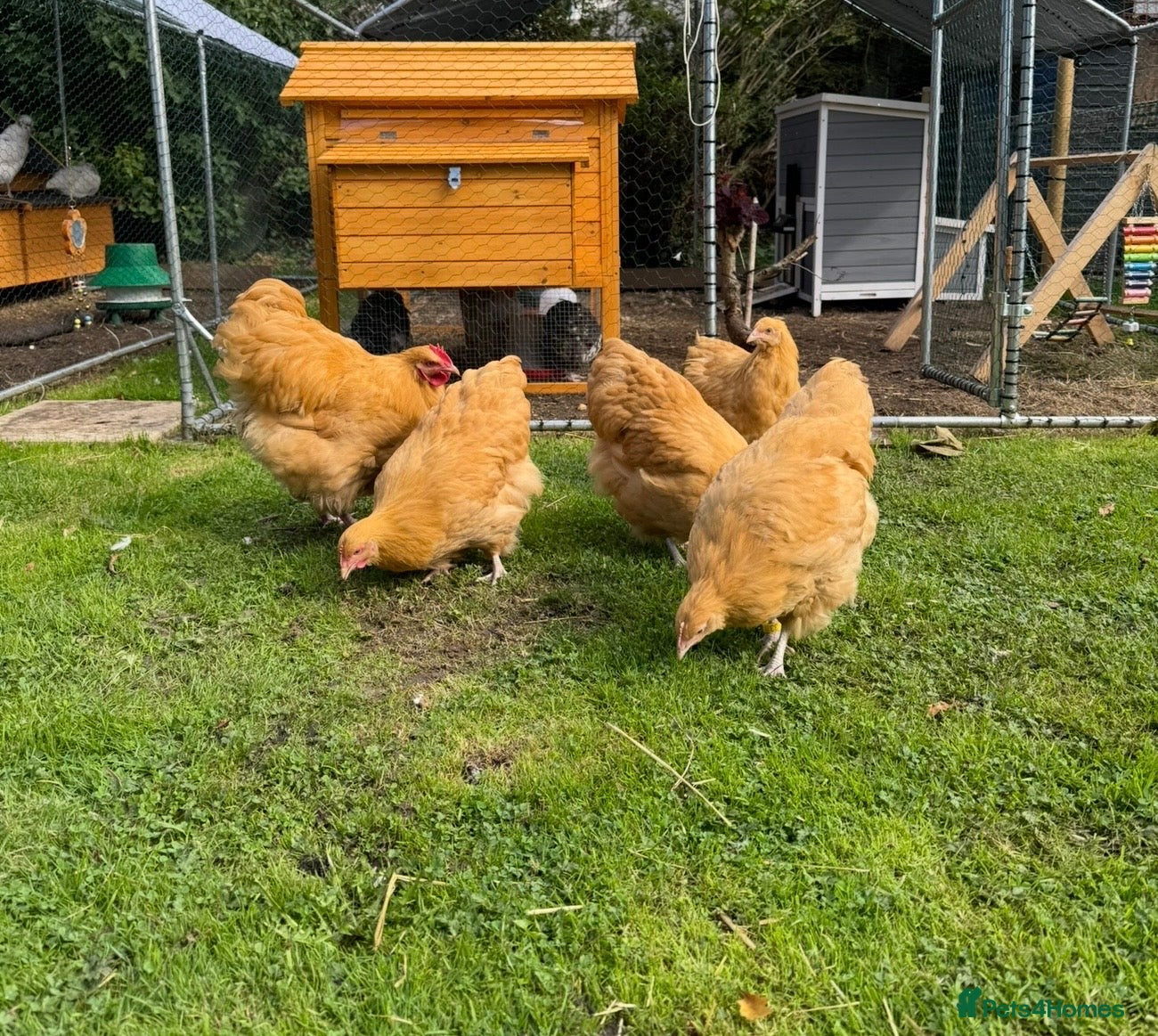Chickens poultry Trio of show quality buff Orpington’s  - Advert 2