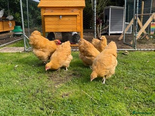 Chickens poultry Trio of show quality buff Orpington’s - Advert 2