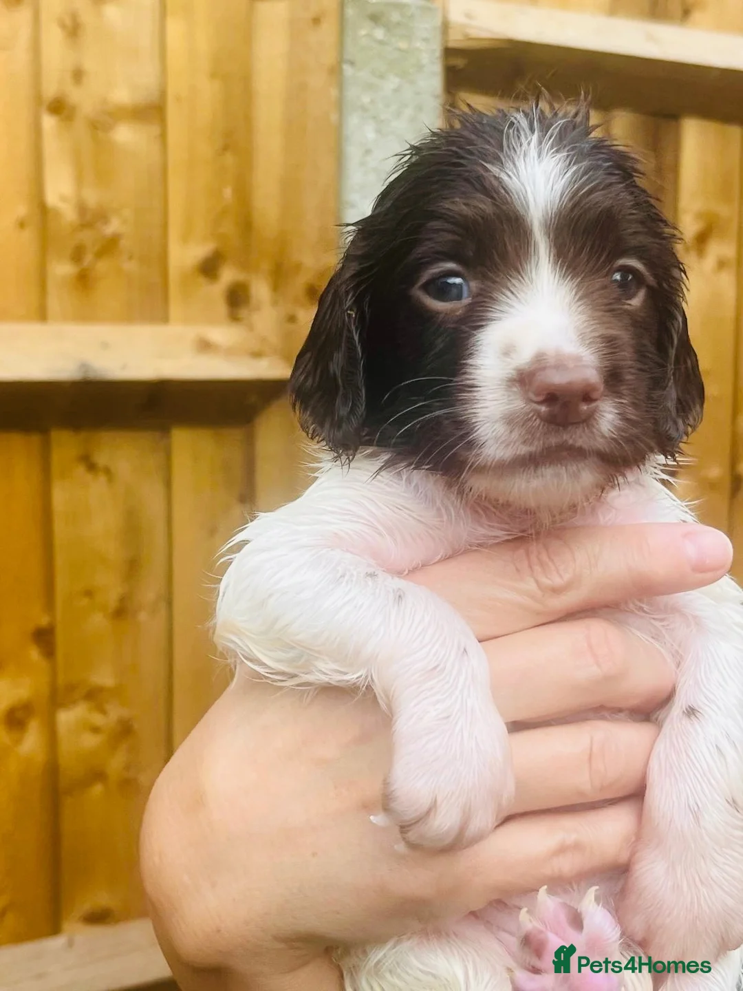 English Springer Spaniel dogs for sale: Exceptional pedigree springers Dam FTAW Sire FTCh in Tilbury - Advert 2